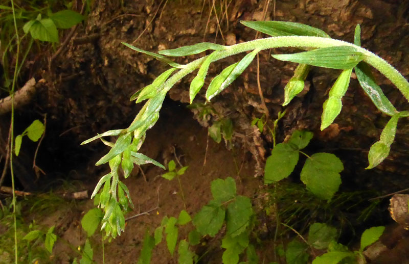 Epipactis bugacensis subsp. bugacensis